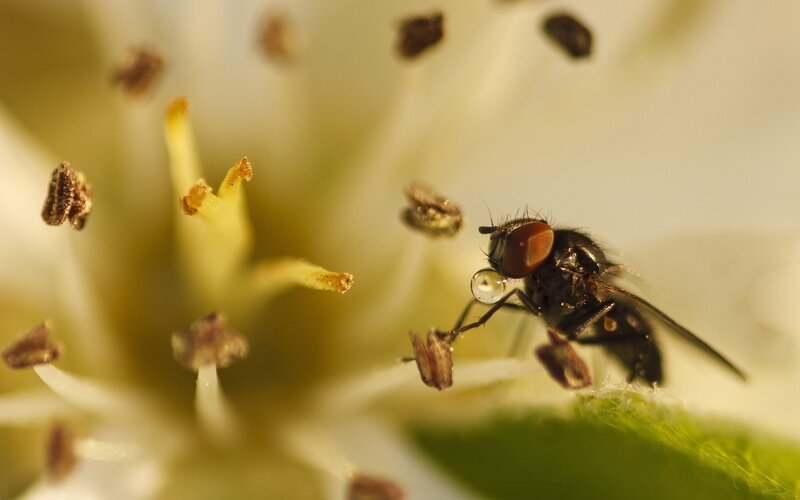 Fly on a flower with dew