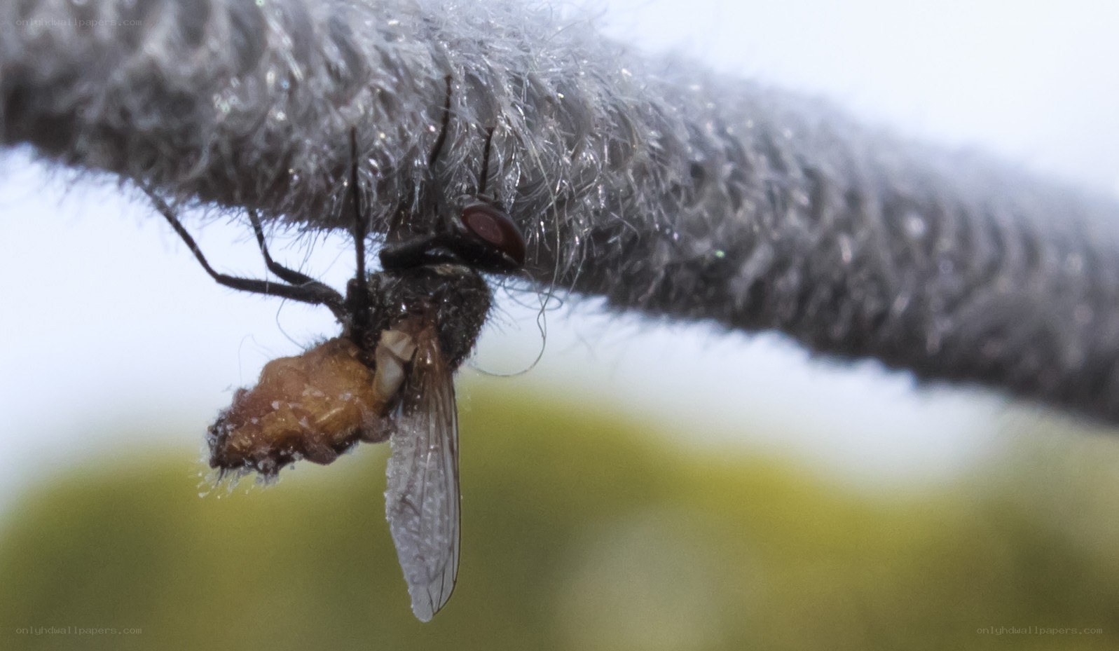 fly on a fuzzy branch
