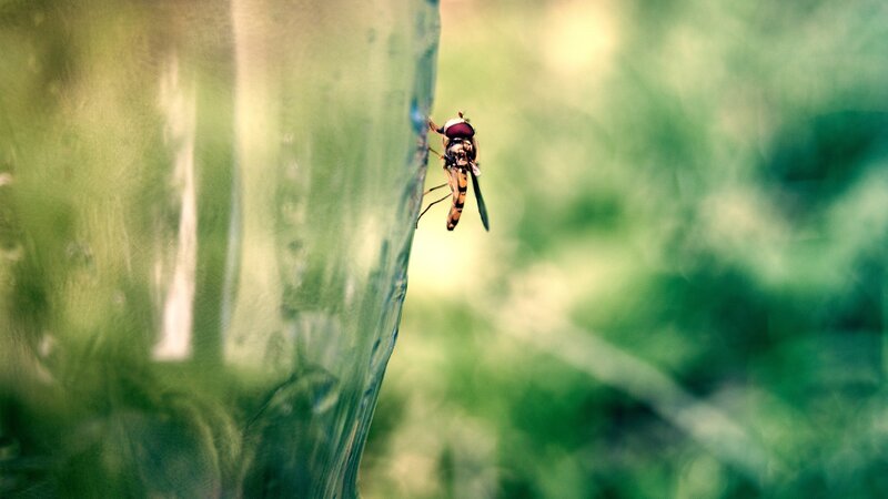 fly on a glass surface