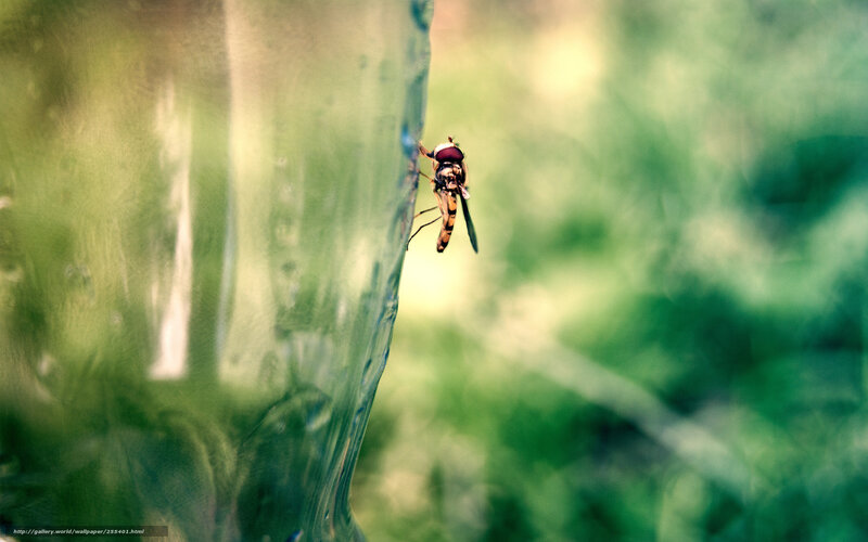 fly on a glass surface