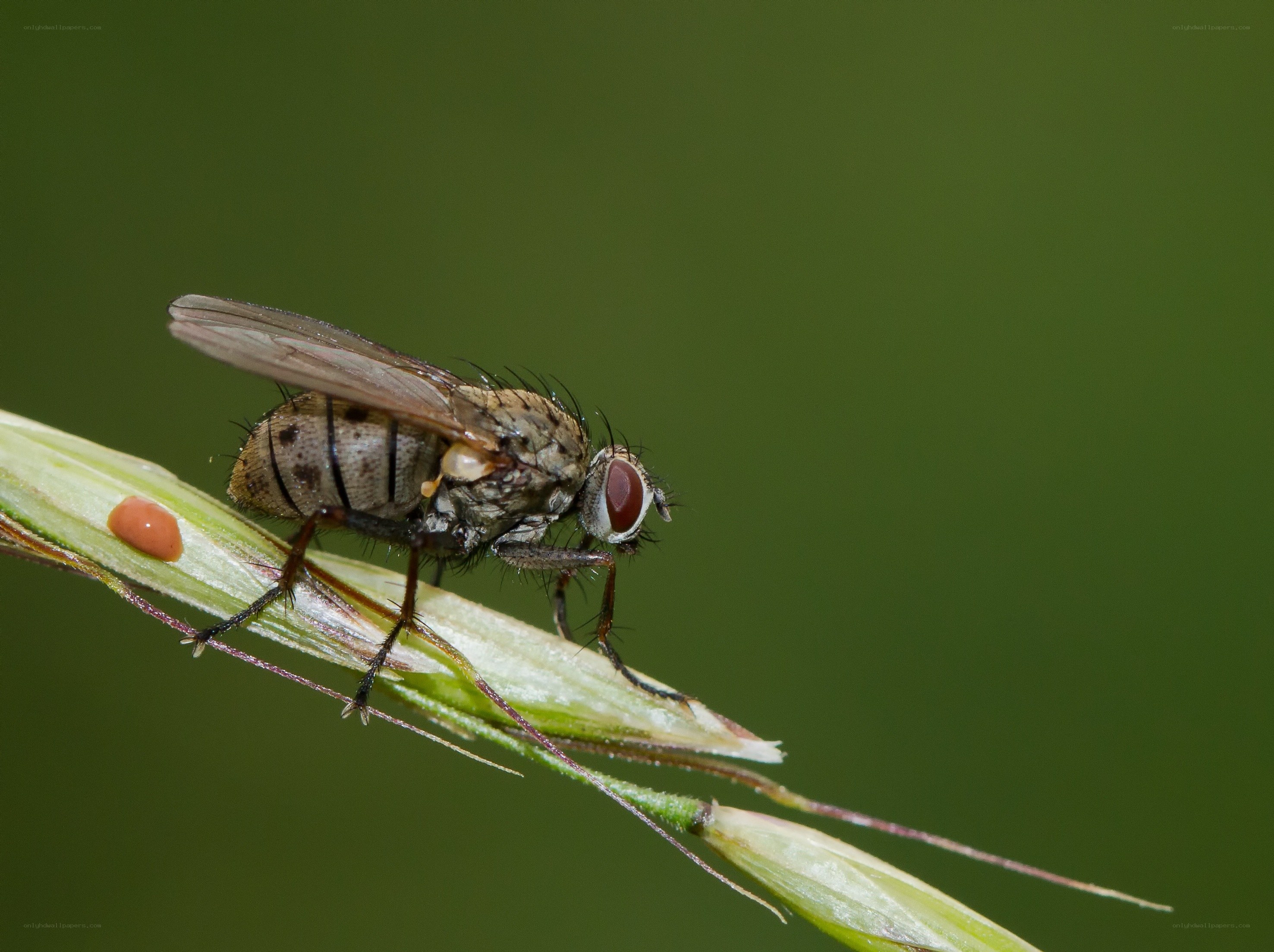 fly on a grass stem