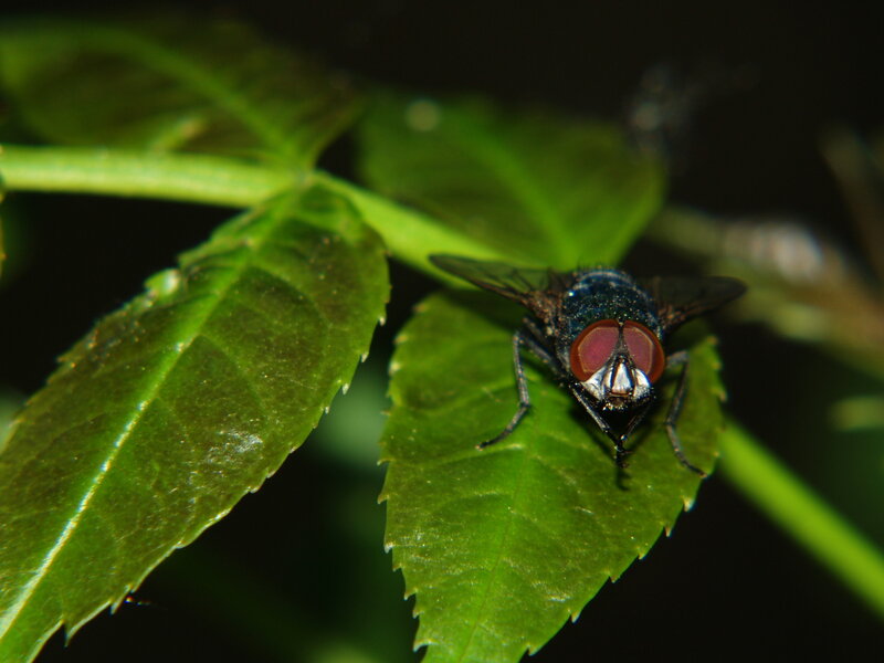 fly on a green leaf