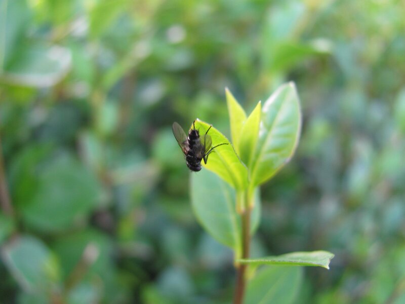 fly on a green leaf