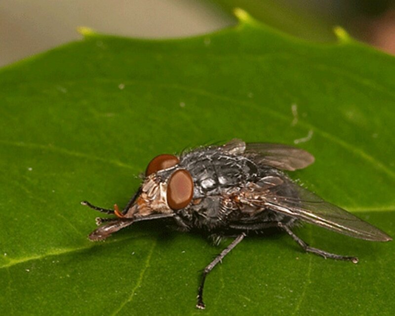 fly on a green leaf