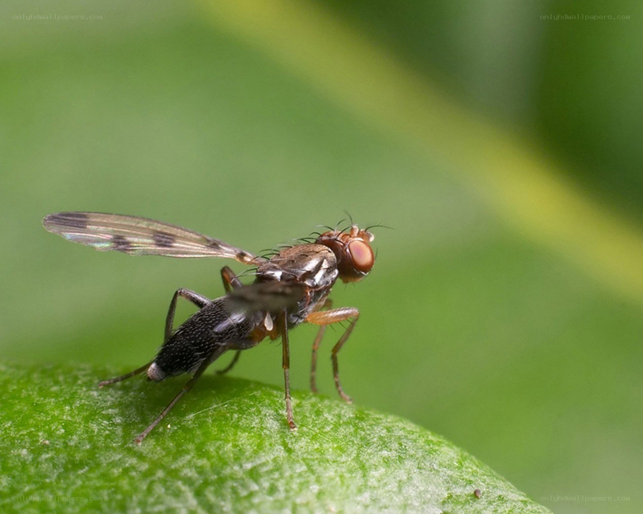 fly on a green leaf