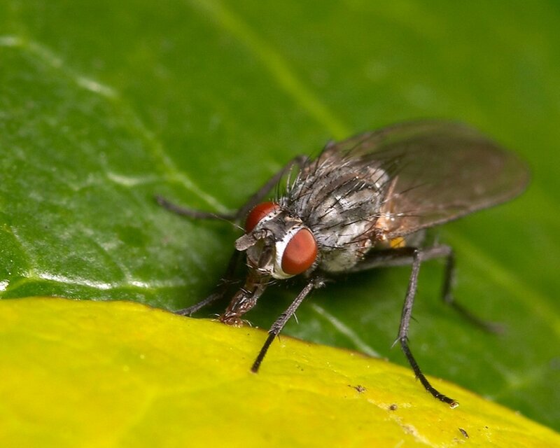 fly on a green leaf