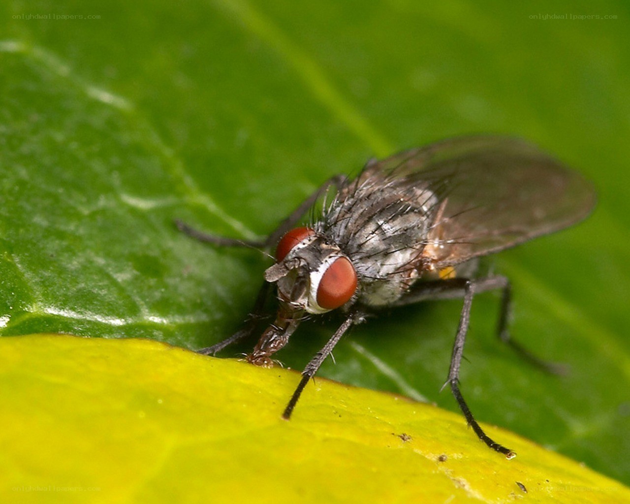 fly on a green leaf