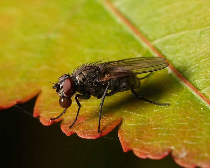 fly on a green leaf