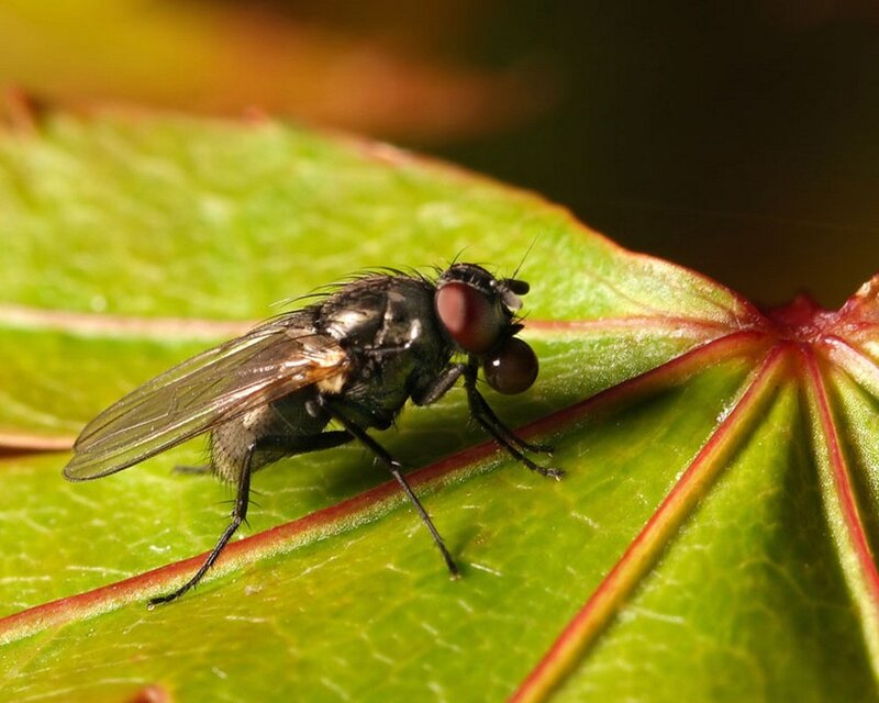 fly on a green leaf