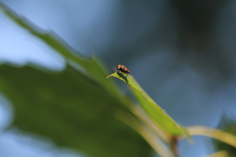fly on a green leaf