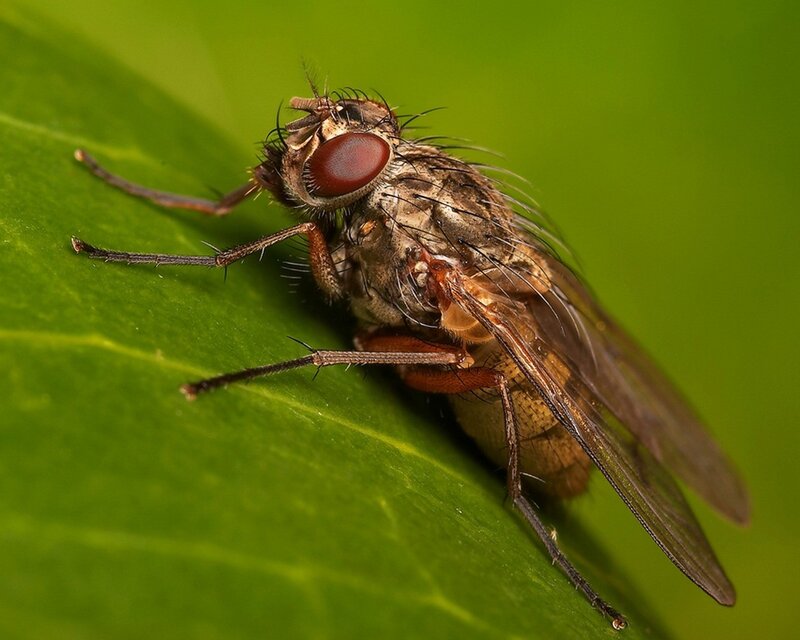 fly on a green leaf