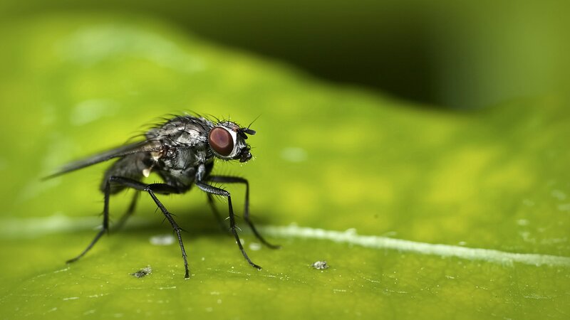 fly on a green leaf