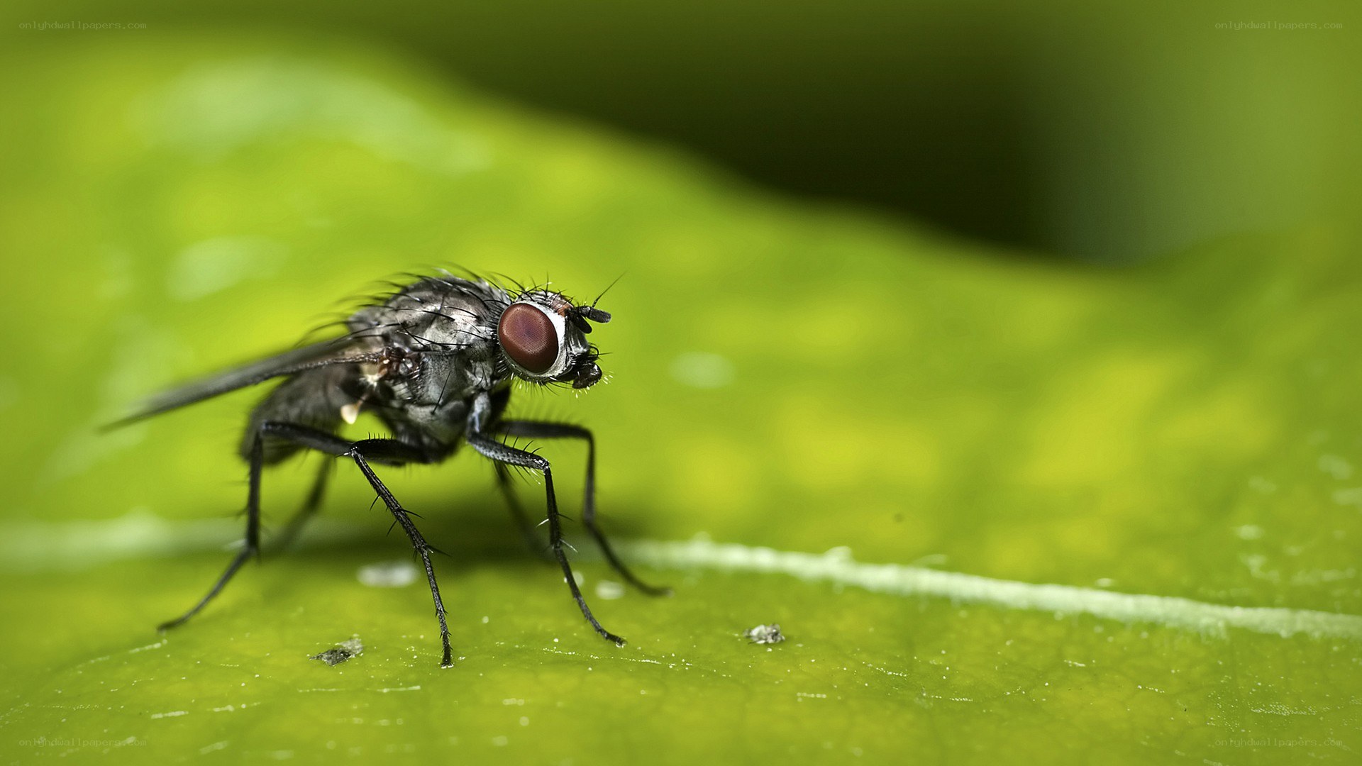 fly on a green leaf
