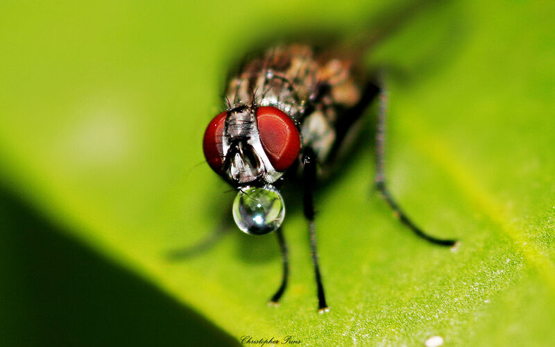 fly on a green leaf