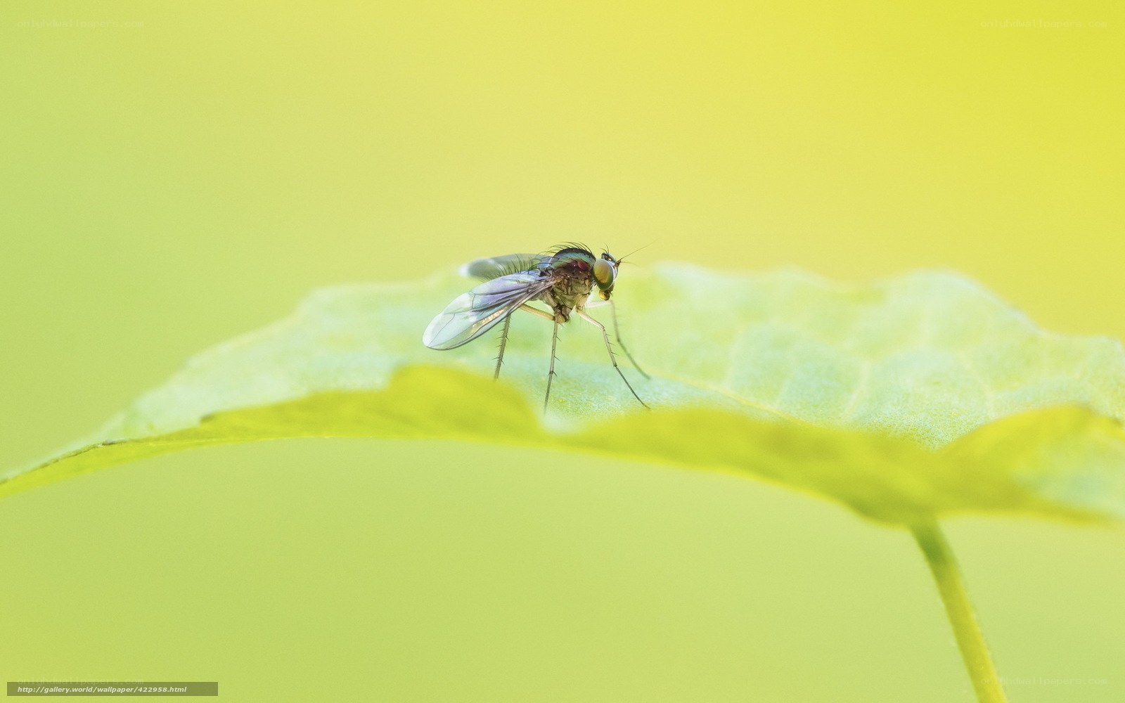 Fly on a green leaf