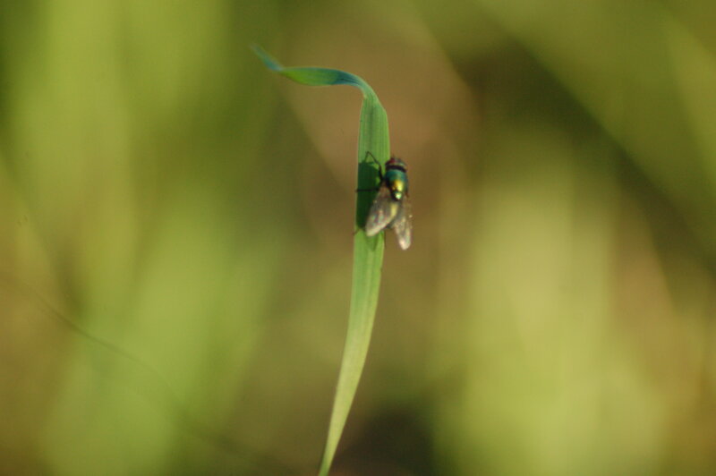 fly on a green leaf
