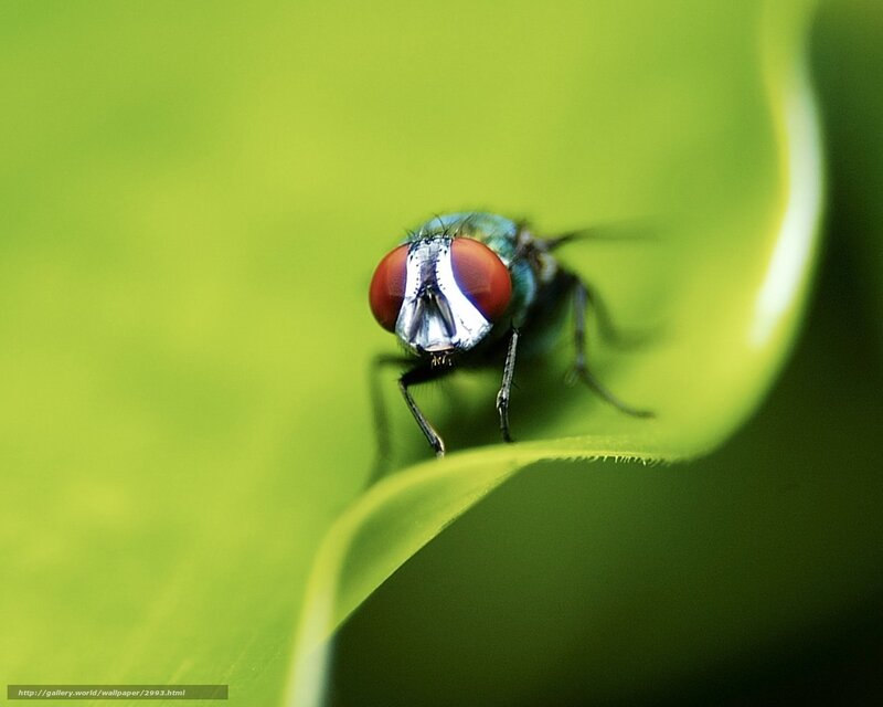 fly on a green leaf