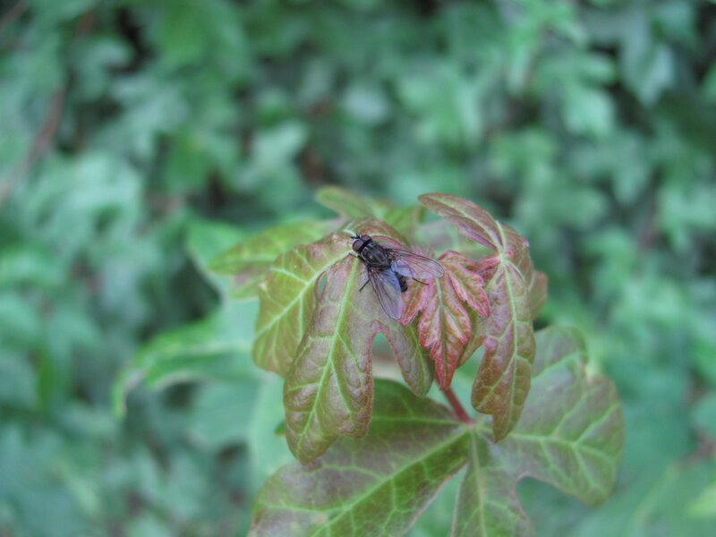fly on a leaf