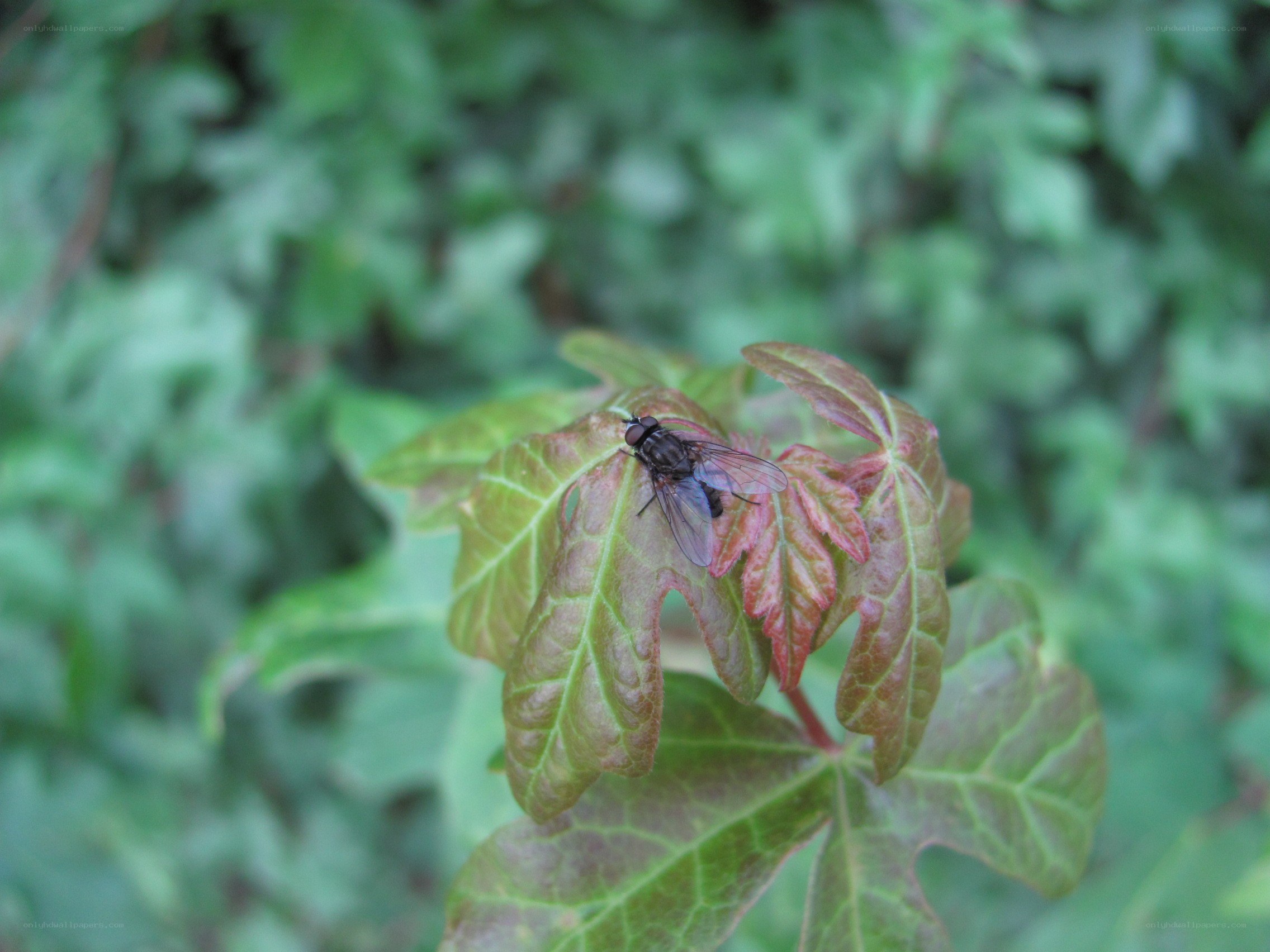 fly on a leaf