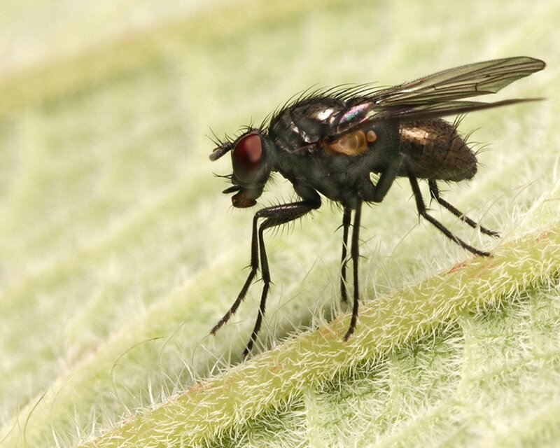 fly on a leaf