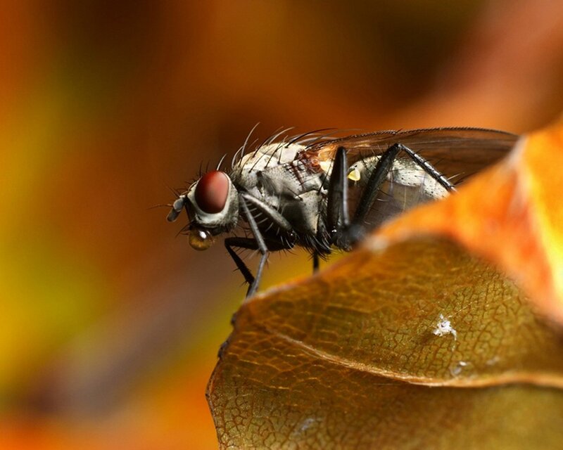 Fly on a leaf close-up