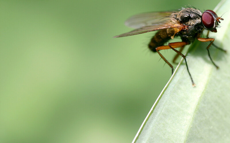 Fly on a Leaf — Green