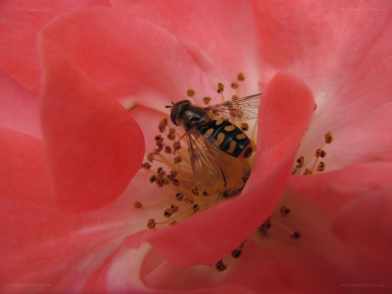 fly on a pink flower