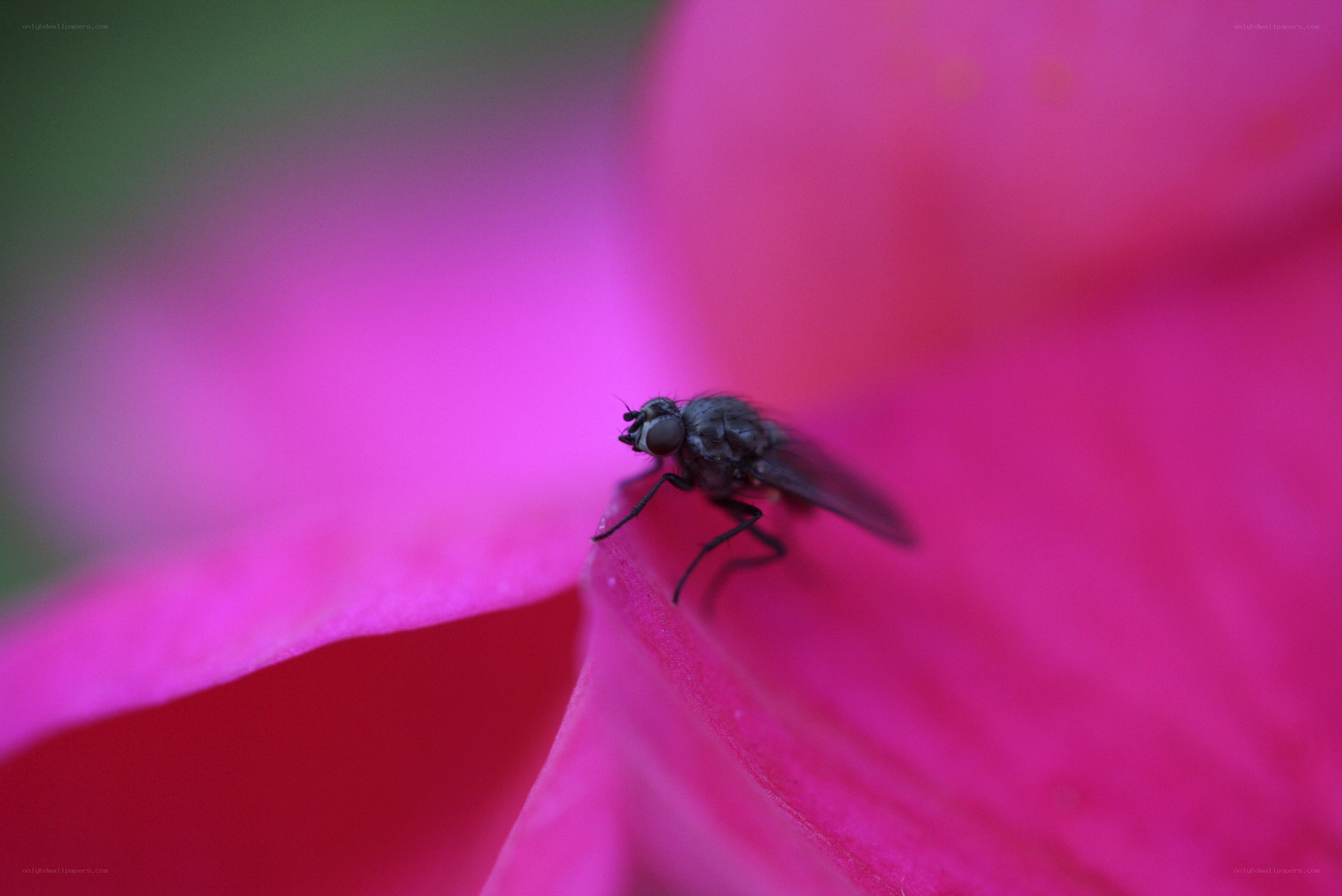 fly on a pink flower