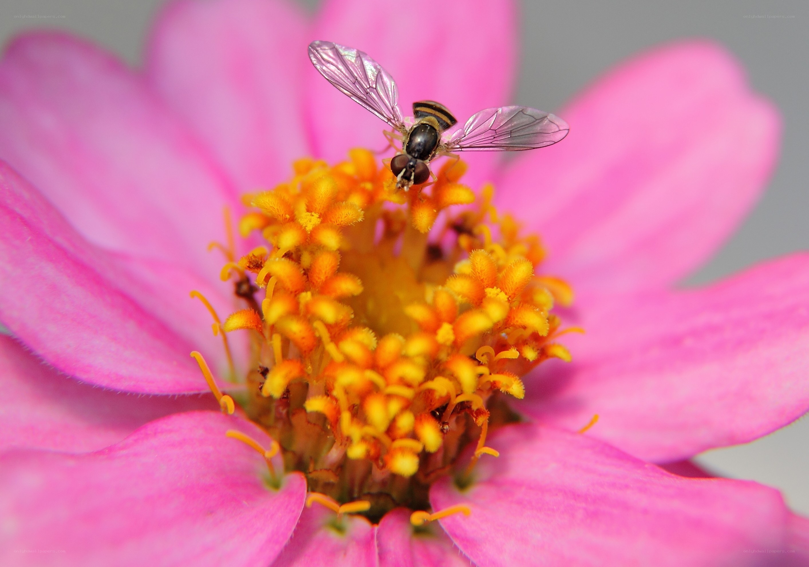 Fly on a pink flower