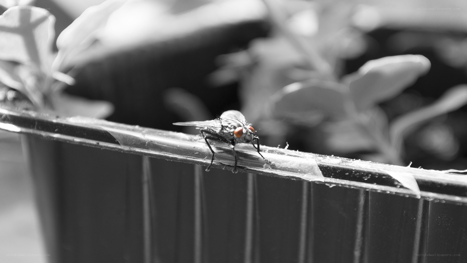 fly on a plant pot edge