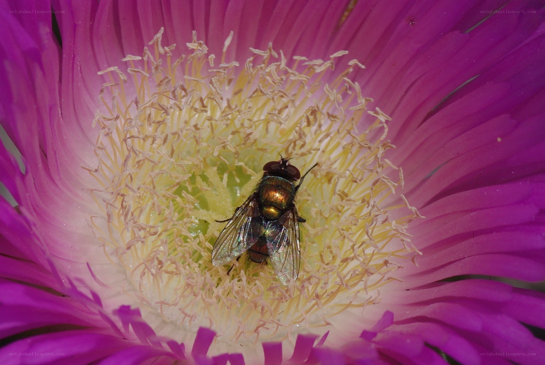 fly on a purple flower