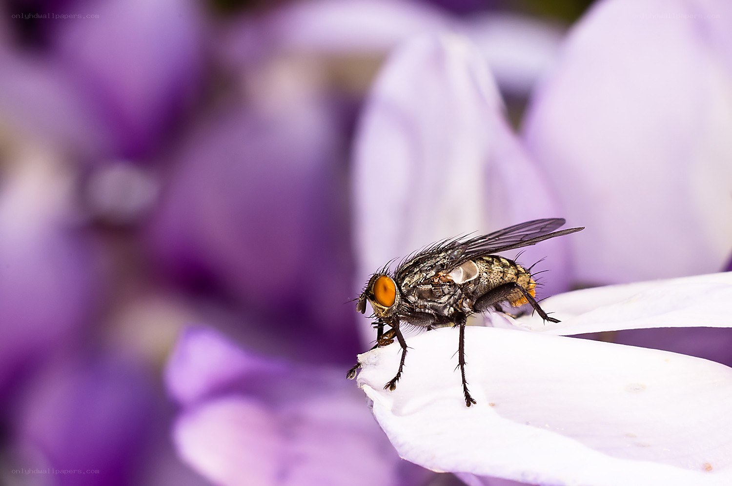 fly on a purple flower