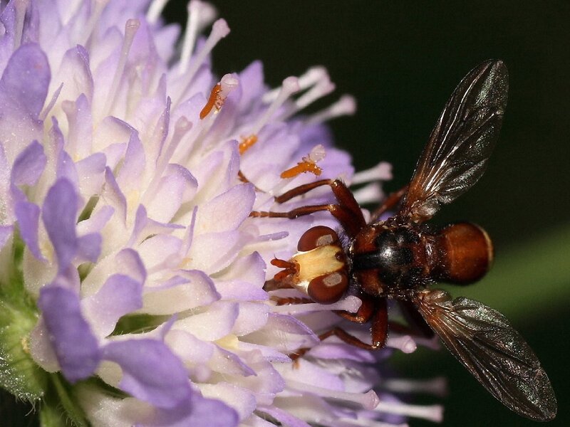 Fly on a purple flower