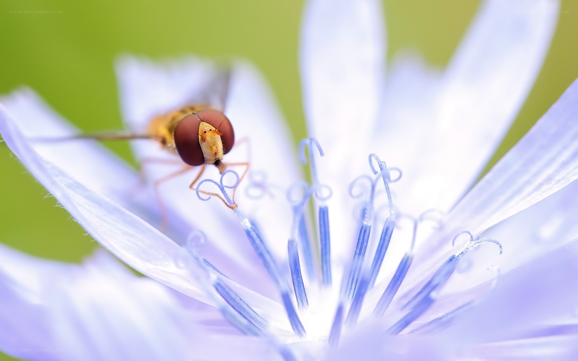 Fly on a purple flower