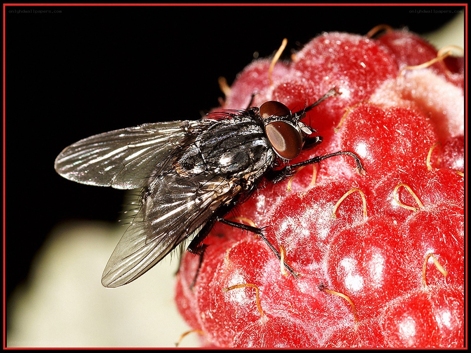 fly on a raspberry