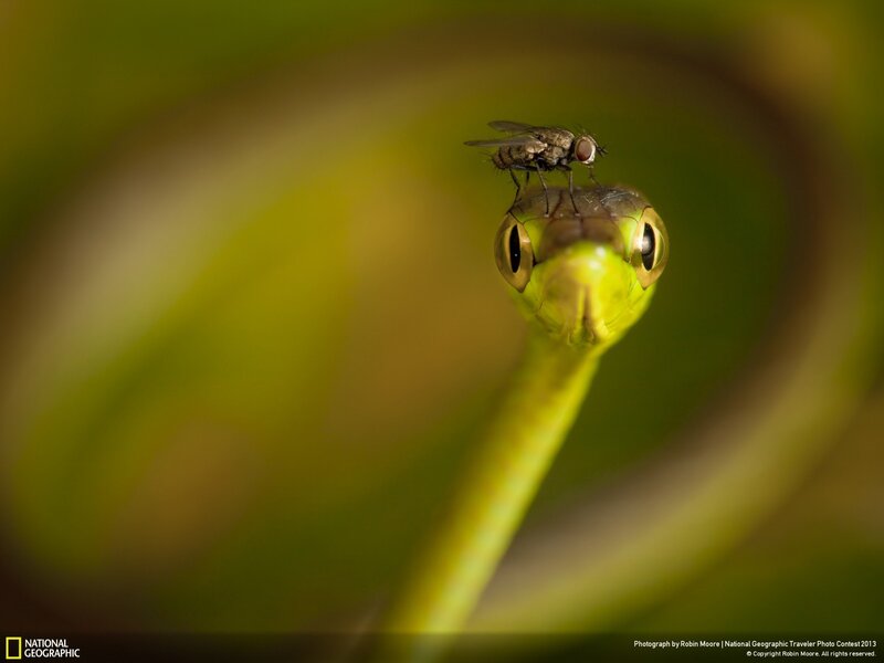 Fly on a snake's head