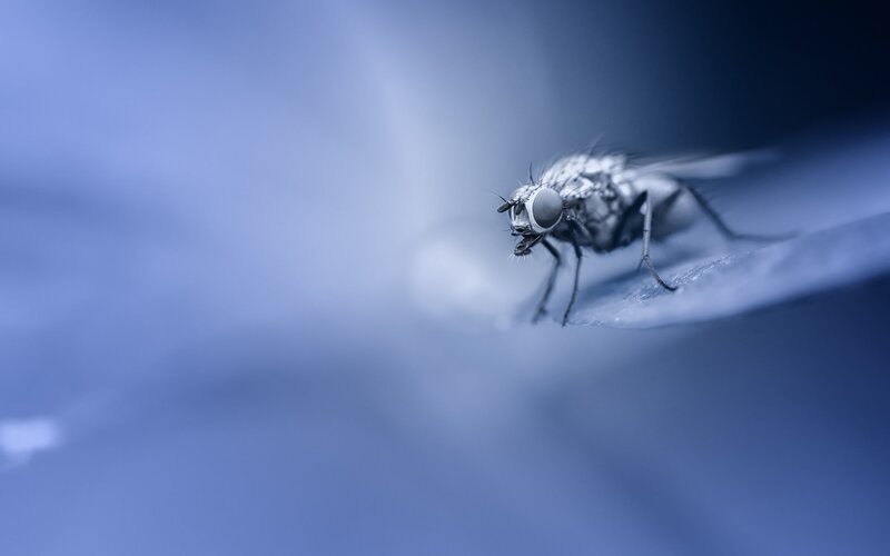 Fly on a Surface — Blue