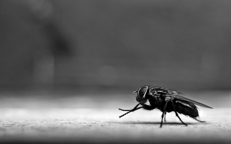 Fly on a Surface