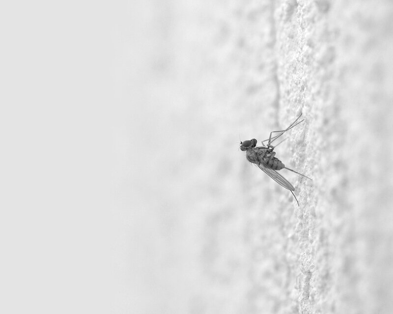 fly on a textured wall