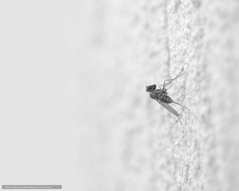 fly on a textured wall