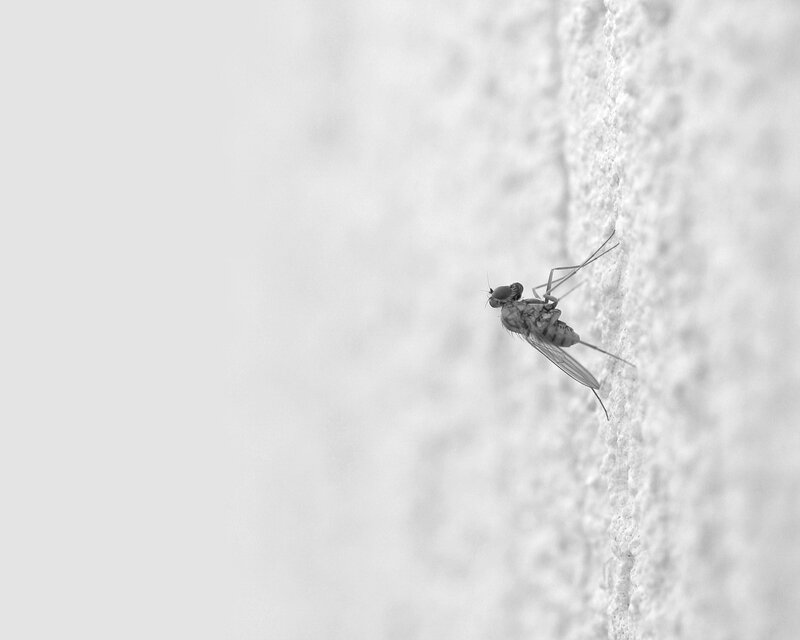 Fly on a Wall