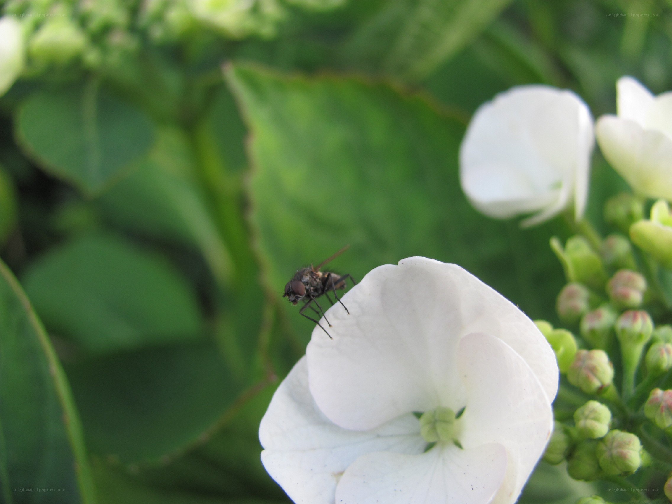 fly on a white flower