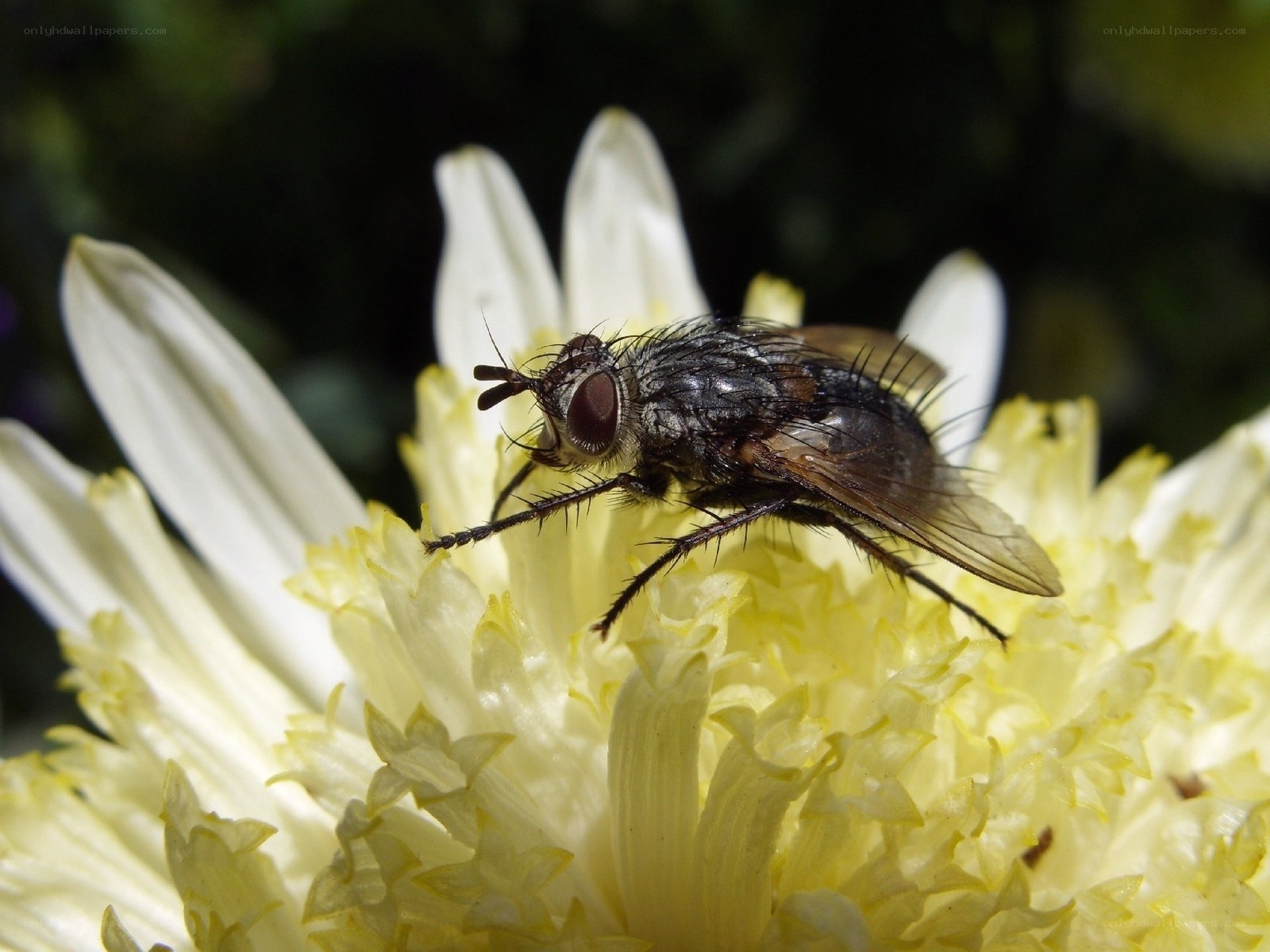 fly on a white flower