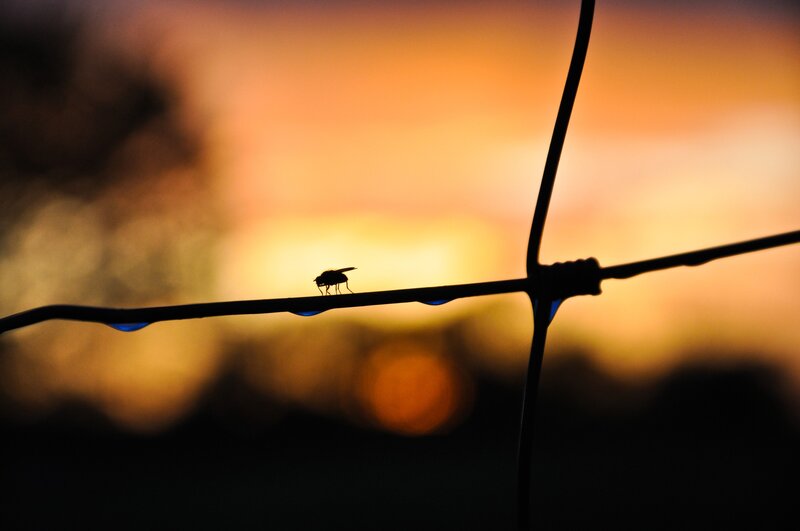 fly on a wire at sunset