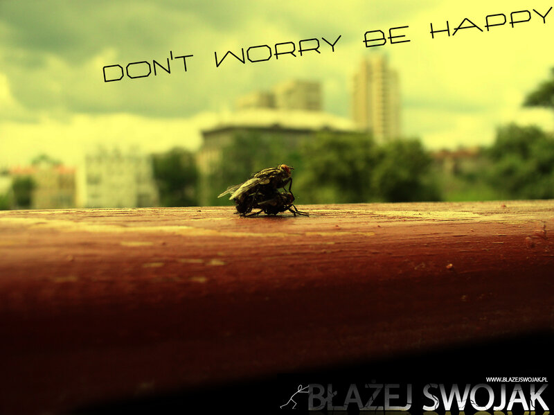 fly on a wooden surface