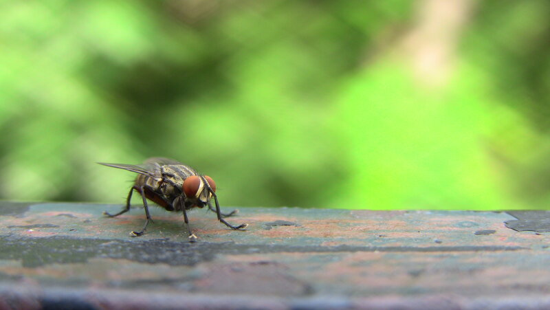 fly on a wooden surface