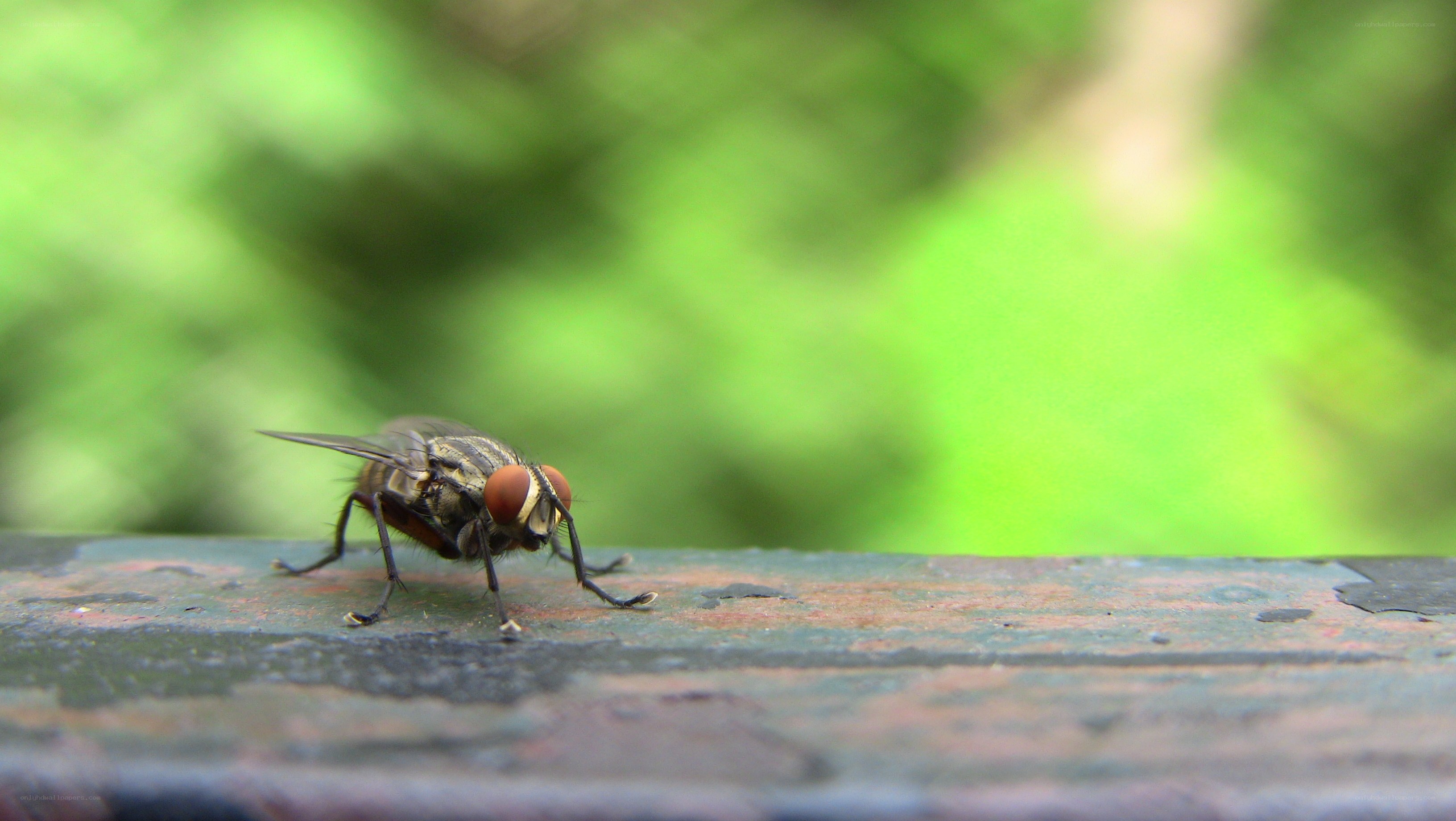 fly on a wooden surface
