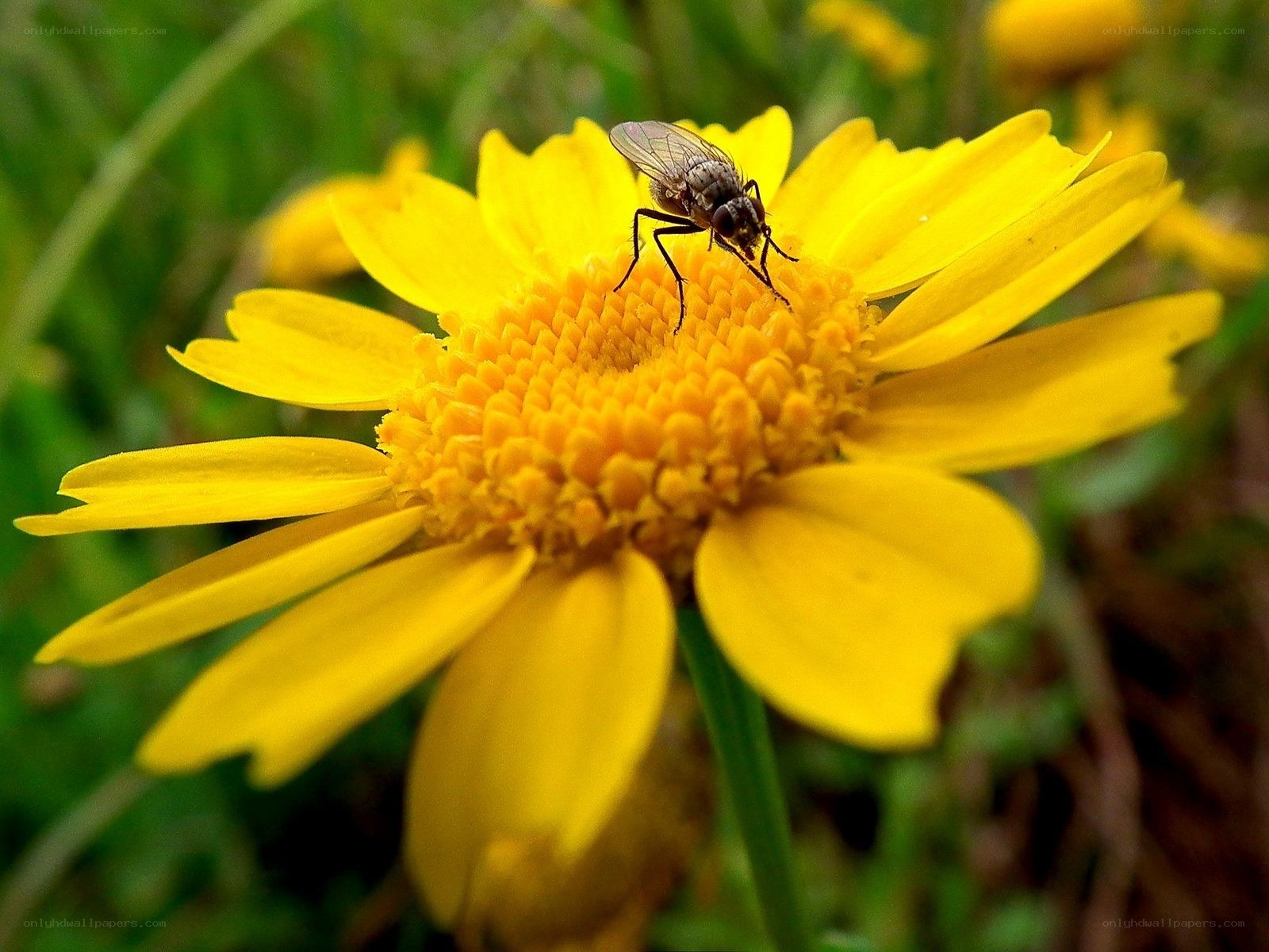 Fly on a yellow flower