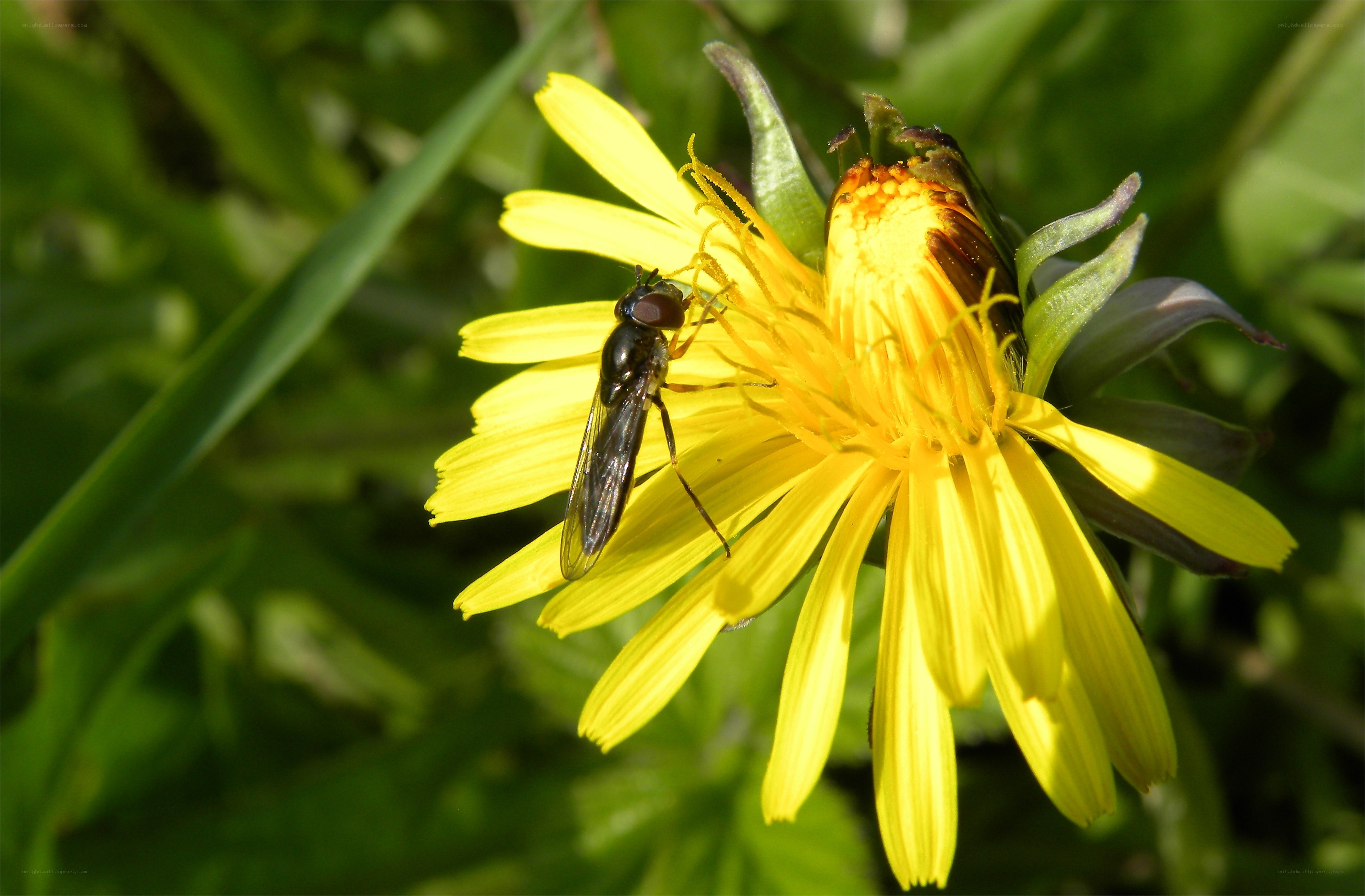 Fly on a yellow flower