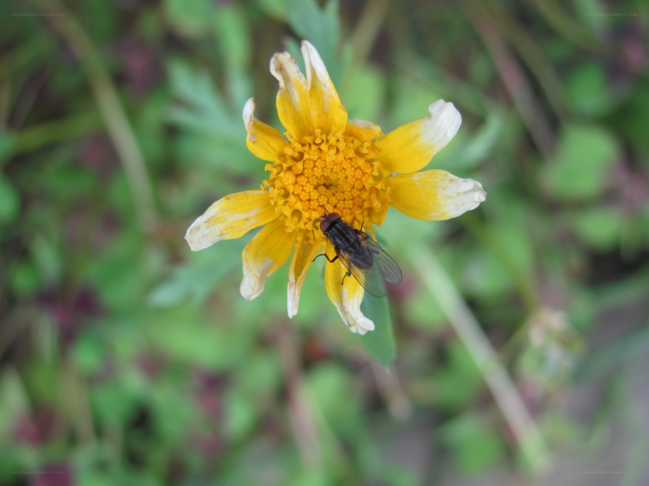 fly on a yellow flower